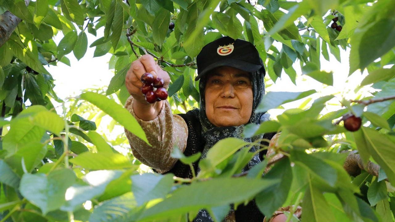 İznik'te İlk Karabodur Kirazı Hasadı Başladı: Kilosu 130 TL