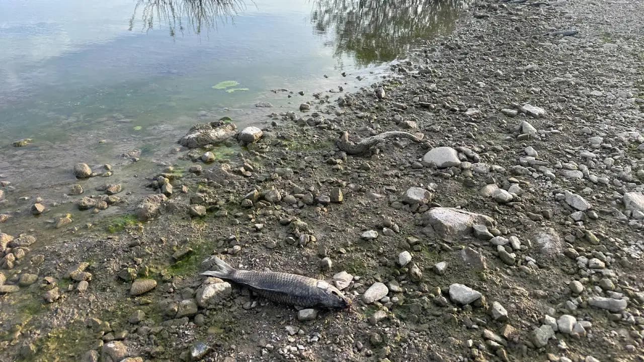 Investigation Launched into Mass Fish Deaths at Ayvacık Dam