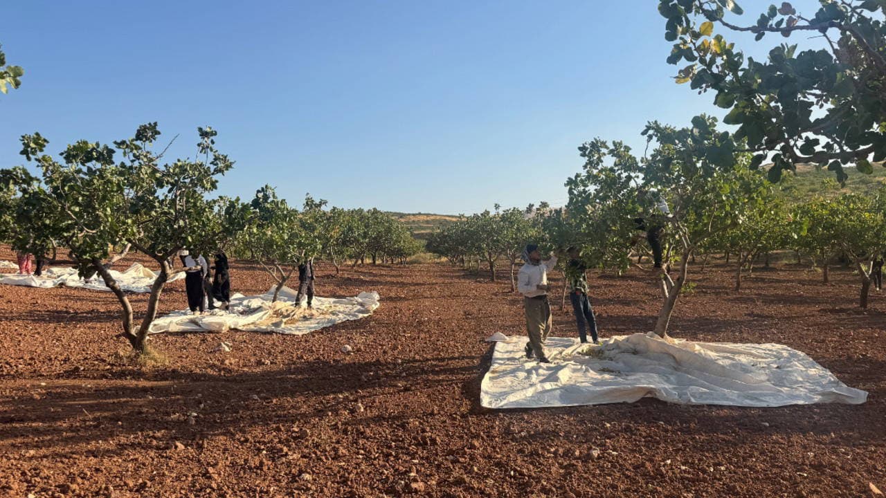 Harvest Season Kicks Off for Siirt's 'Green Gold'