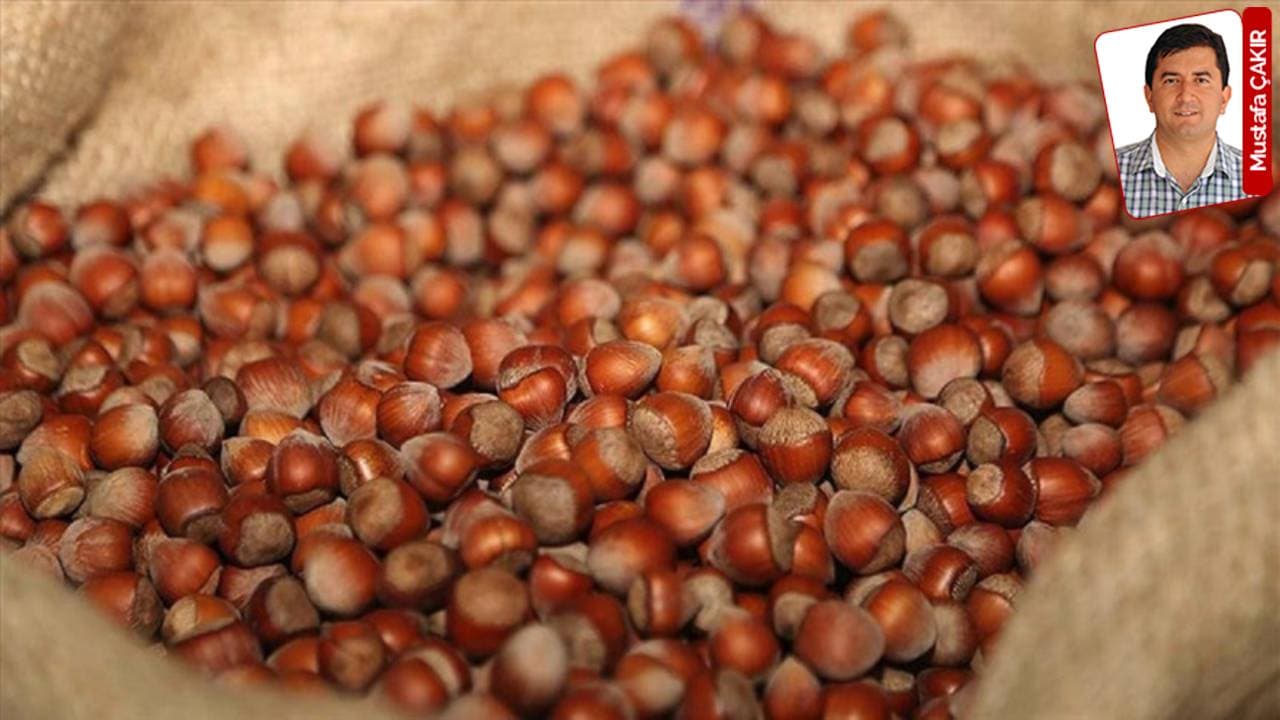 Hazelnut, Wheat, and Olive Oil Prices Fall Short of Farmers' Expectations