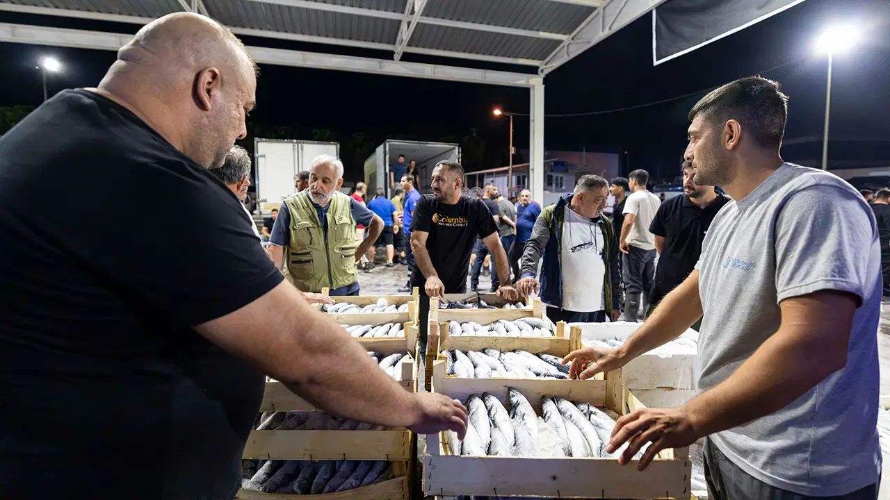 Early Morning Fish Auctions Begin in Bandırma as Prices Drop