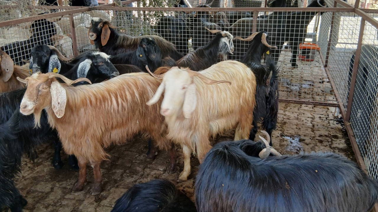 Struggles in Aydın's Livestock Market: Rising Costs Impact Buyers and Sellers Alike
