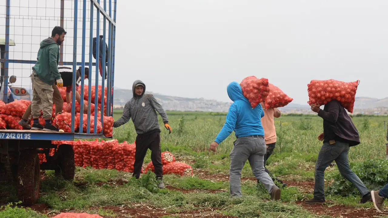 Harvest of Winter Suluova Onions Begins in Amasya: Market Price Reaches 15 TL per Kilo