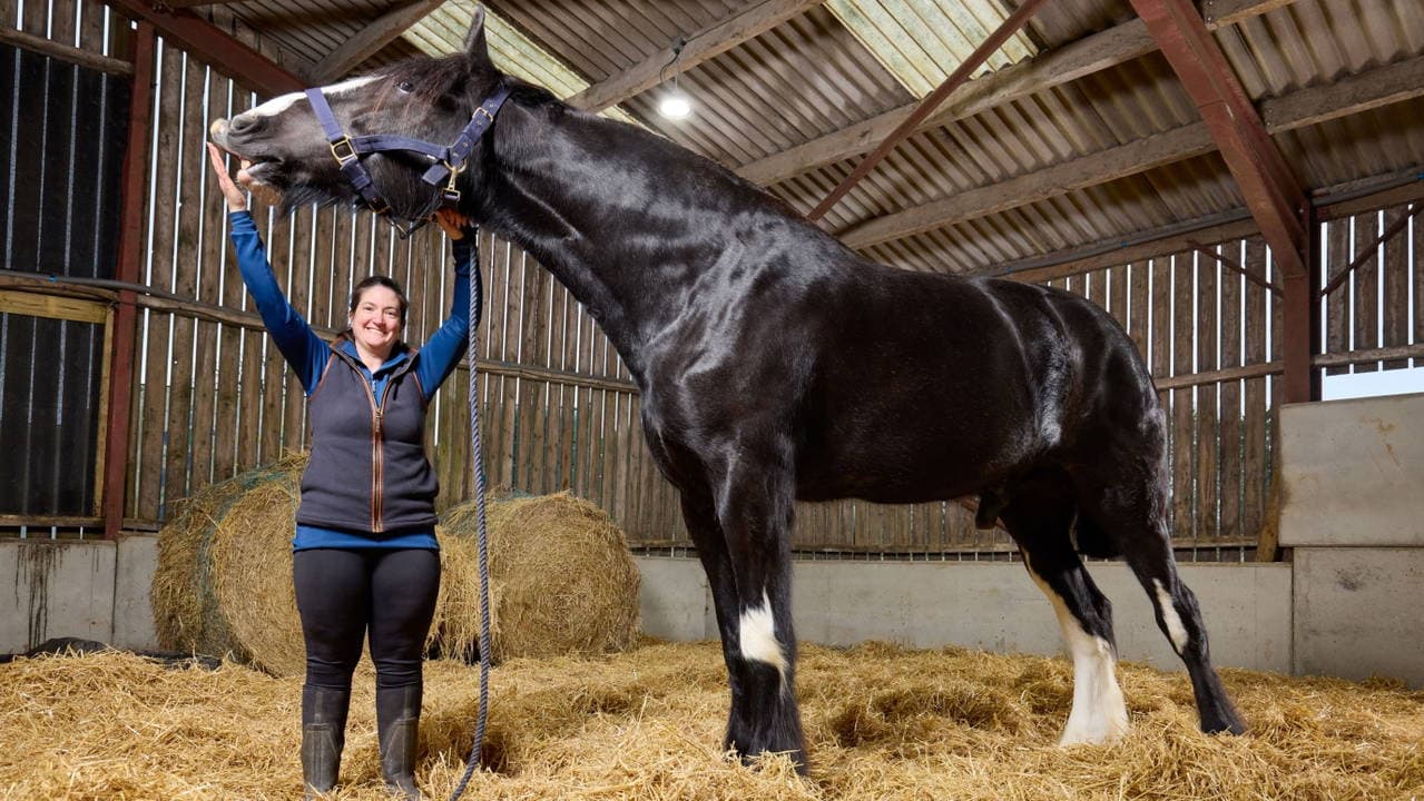 Meet Hugo: The World's Oldest Living Horse Recognized by Guinness World Records
