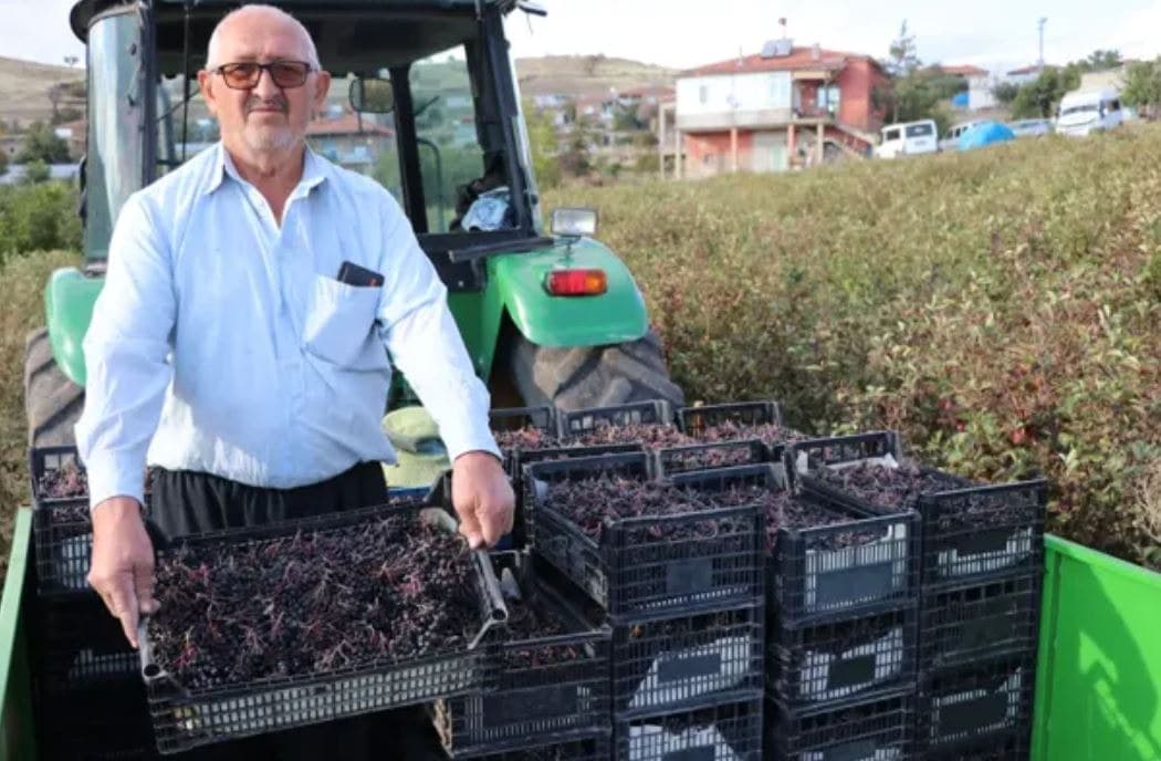Harvesting Success: 25 Workers Gear Up for 40 Tons of 'Super Fruit'