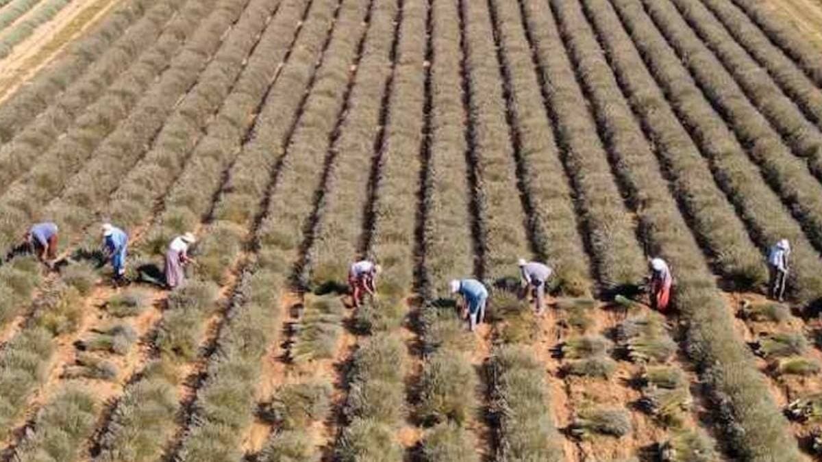 Profitable Harvest: Dual-Bearing Plants Yield Twice a Year, Enabling Home and Car Purchases