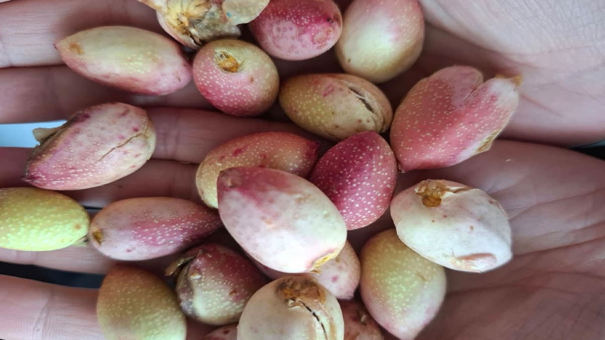 Turkey's Hidden Treasure: Raw Material Sees Surge in Demand at 1,200 Lira per Kilogram