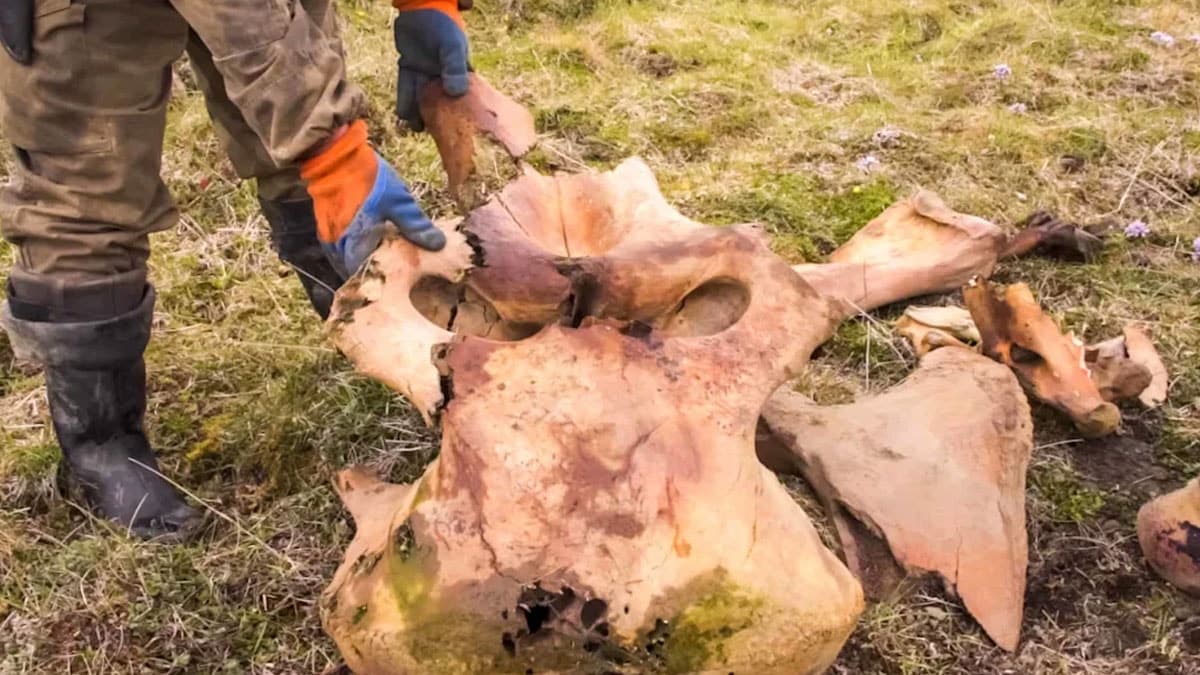 Unexpected Treasure Found in Backyard Set to Sell for Millions