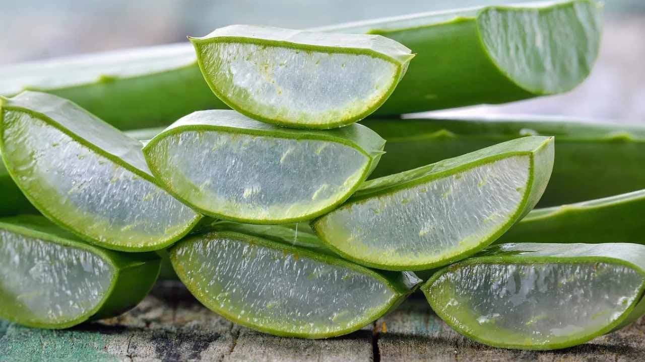 Urban Gardening: Cultivating Wealth from Your Balcony