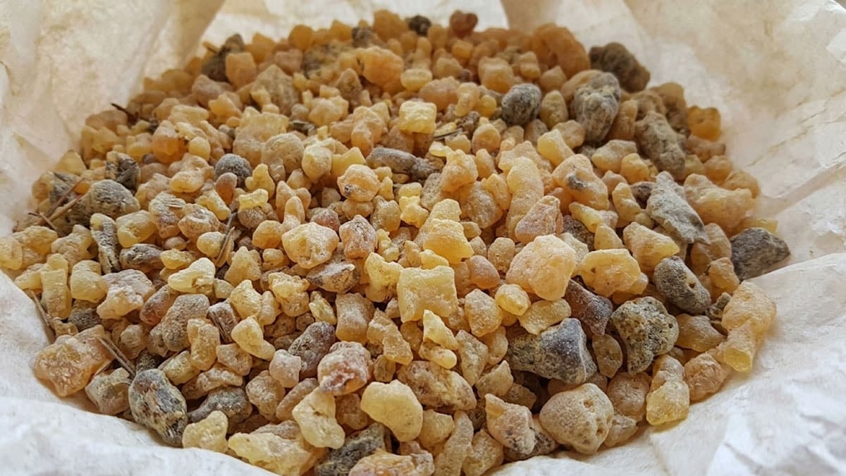 Climbing 20-Meter Trees: Harvesting Prized Nuts Worth 10,000 Lira Per Kilogram