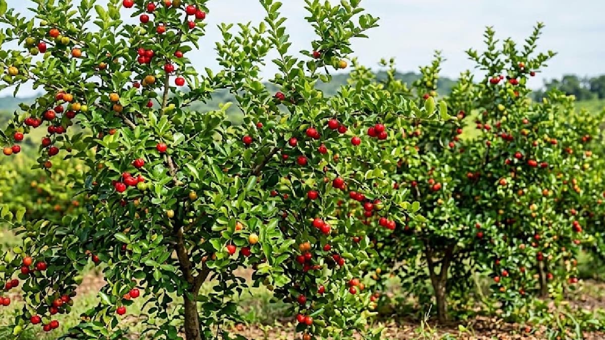 Discover the Nutritional Power of a Superfruit: A Garden Investment Pays Off