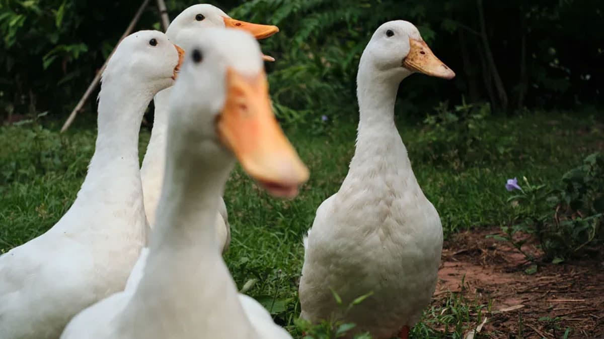 Every Morning, 800 Ducks Begin Their Day at Work
