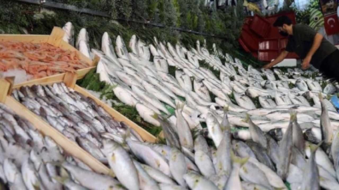 Health Alert: Concerns Raised Over Palamut, Hamsi, and Istavrit Fish Consumption