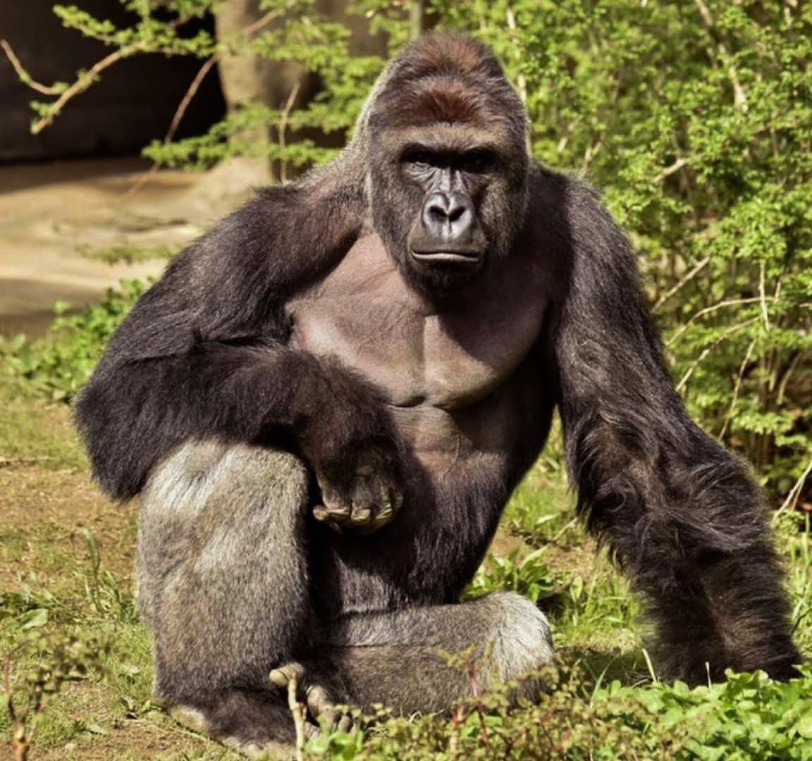 White House Commemorates Anniversary of Deceased Gorilla