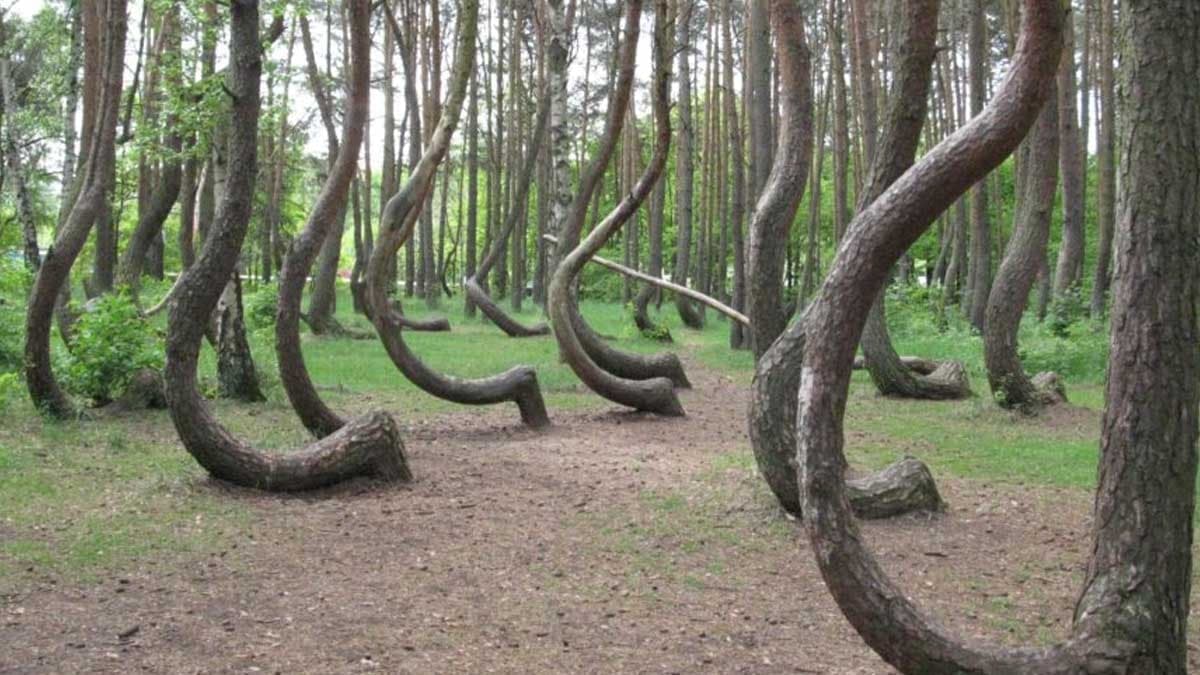 The Enigmatic C-Shaped Trees: A Growing Concern in the Forest
