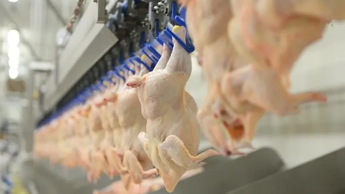 Chicken Production Sees Increase in July