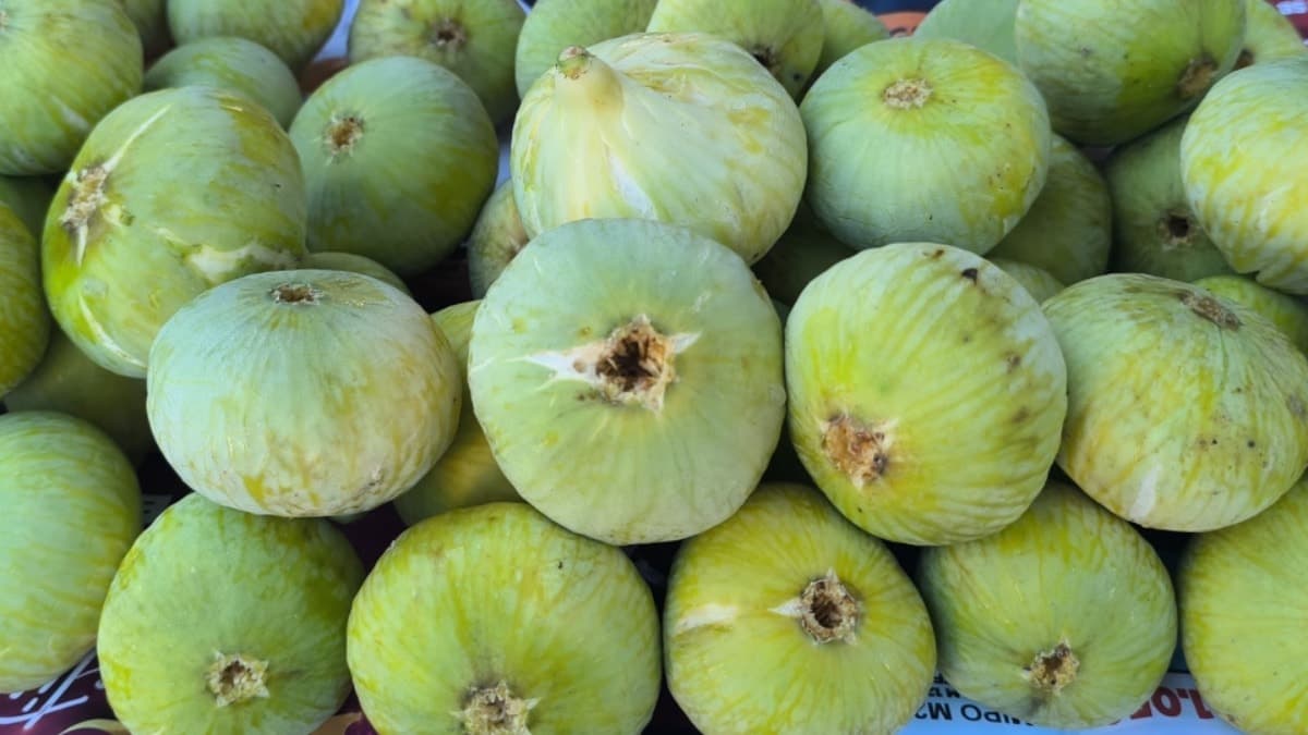 Job Opening: Workers Needed for Fig Harvesting with a Salary of 110,000 Lira