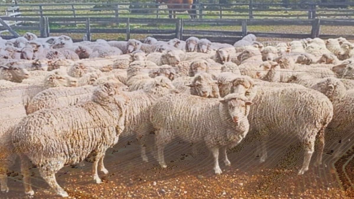 Farmers Across the Nation Begin Spreading Sheep Wool on Fields