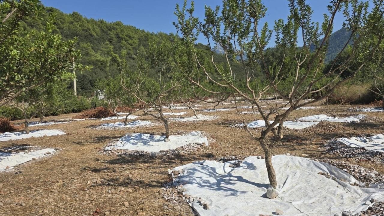 Bir Ağaçtan Sadece 1 Kilo Ürün Elde Ediliyor, Fiyatı 35 Bin Lira