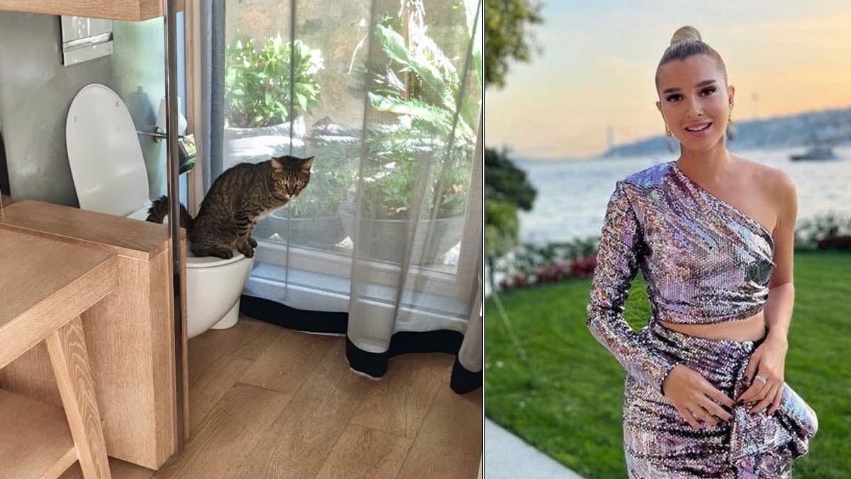 Sabancı Family's Cat Goes Viral for Using the Toilet