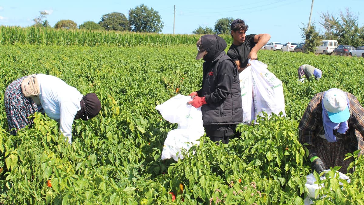 Bafra's Agricultural Gem: A Crop Worth 4 Billion Lira Distributed Across Turkey