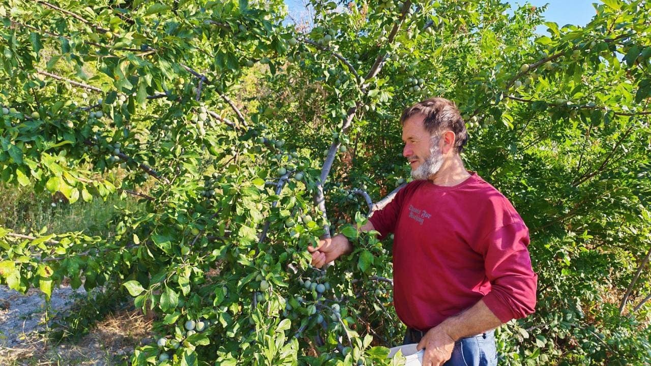 Harvest Season for Turkey's Unique 'Green Gold' Begins in Exclusive District